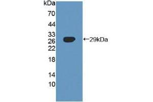 Figure. (SNX13 anticorps  (AA 97-284))