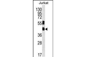Western blot analysis in Jurkat cell line lysates (35ug/lane). (MAFB anticorps  (C-Term))