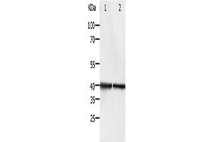 Western Blotting (WB) image for anti-Pancreatic and Duodenal Homeobox 1 (PDX1) antibody (ABIN2431769) (PDX1 anticorps)