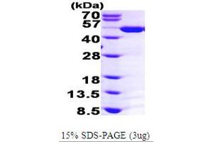 SDS-PAGE (SDS) image for Argininosuccinate Synthase 1 (ASS1) (AA 1-412) protein (His tag) (ABIN667156)