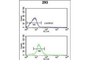 PEX11A Antibody (N-term) (ABIN652955 and ABIN2842610) flow cytometric analysis of 293 cells (bottom histogram) compared to a negative control cell (top histogram).