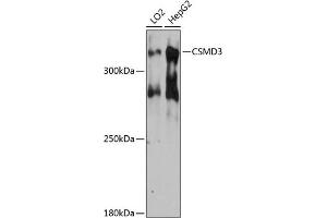 Western blot analysis of extracts of various cell lines, using CSMD3 antibody (ABIN6127662, ABIN6139108, ABIN6139109 and ABIN6215794) at 1:3000 dilution. (CSMD3 anticorps  (AA 220-440))