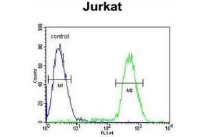 Flow cytometric analysis of Jurkat cells using PPP1R3A Antibody  (right histogram) compared to a negative control cell (left histogram). (PPP1R3A anticorps  (Middle Region))