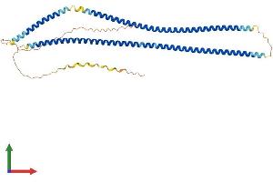 AlphaFold protein structure predicition of Mouse Recombinant Krt31 Protein, UniprotID Q61765