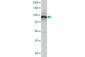 SIX4 monoclonal antibody (M07), clone 5E1 Western Blot analysis of SIX4 expression in Hela S3 NE . (SIX4 anticorps  (AA 672-780))