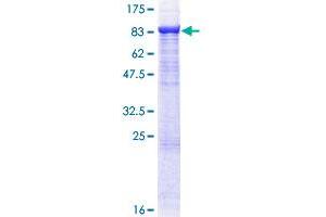 TRAF3 Protein (AA 1-568) (GST tag)
