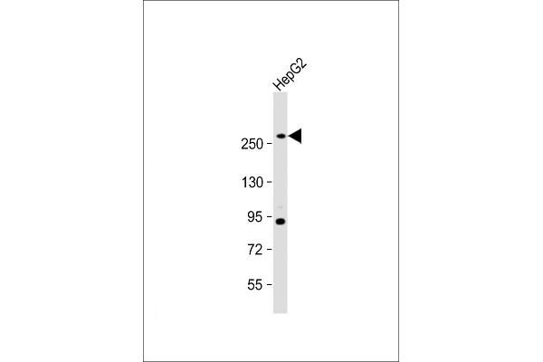 Fatty Acid Synthase antibody  (AA 942-973)
