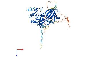 AlphaFold protein structure predicition of Mouse Recombinant Nadk Protein, UniprotID P58058