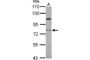 RASGRP4 anticorps  (N-Term)