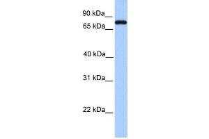 Western Blotting (WB) image for anti-Complement C2 antibody (ABIN2458597)