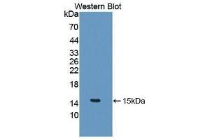 Western Blotting (WB) image for anti-Interleukin 5 (IL5) (AA 20-134) antibody (ABIN1868675) (IL-5 anticorps  (AA 20-134))