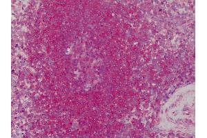 Anti-Tropomyosin 1 antibody IHC of human spleen. (TM7 anticorps)
