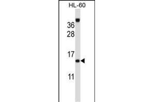 ROBLD3 Antibody (Center) (ABIN657261 and ABIN2846356) western blot analysis in HL-60 cell line lysates (35 μg/lane). (LAMTOR2 anticorps  (AA 41-70))