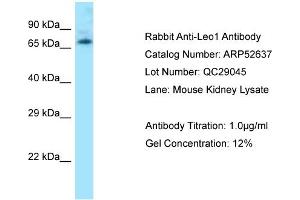 Western Blotting (WB) image for anti-Leo1, Paf1/RNA Polymerase II Complex Component, Homolog (S. Cerevisiae) (LEO1) (N-Term) antibody (ABIN2785020)