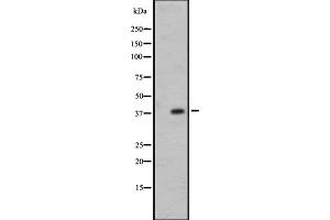 Western blot analysis of OR7E24 expression in 721_B whole cell lysate ,The lane on the left is treated with the antigen-specific peptide. (OR7E24 anticorps)