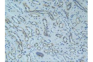 IHC-P analysis of Human Kidney Tissue, with DAB staining. (TNFRSF1A anticorps  (AA 60-236))