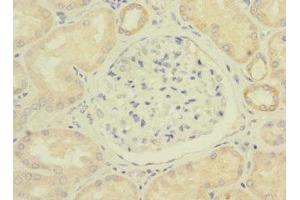 Immunohistochemistry of paraffin-embedded human kidney tissue using ABIN7175065 at dilution of 1:100 (C11orf1 anticorps  (AA 33-150))