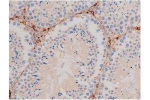ABIN6267465 at 1/200 staining Mouse testis tissue sections by IHC-P.