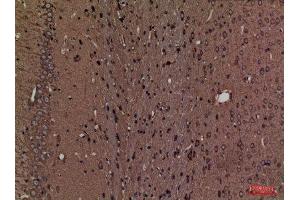 Immunohistochemistry (IHC) analysis of paraffin-embedded Rat Brain, antibody was diluted at 1:100.
