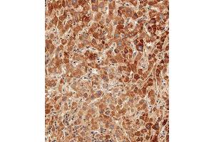 Immunohistochemical analysis of paraffin-embedded human liver tissue using (ABIN390769 and ABIN2841027) performed on the Leica® BOND RXm.
