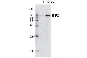 1ug and 10ug of crude membrane fraction/lane from Raphanus sativa L. (GRP78 anticorps)