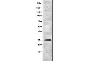 Western blot analysis of MYOG using HeLa whole cell lysates (Myogenin anticorps  (C-Term))