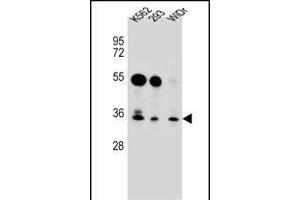 GLIPR1L2 Antibody (N-term) (ABIN656525 and ABIN2845792) western blot analysis in K562,293,WiDr cell line lysates (35 μg/lane).