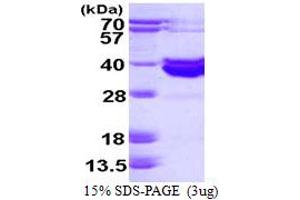 SDS-PAGE (SDS) image for Histo-blood group A transferase (ABO) (AA 54-354) protein (His tag) (ABIN667951)