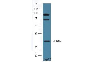 HepG2 cell lysates probed with Rabbit Anti-DHRS2 Polyclonal Antibody, Unconjugated (ABIN2559682) at 1:300 in 4˚C. (DHRS2 anticorps  (AA 61-160))