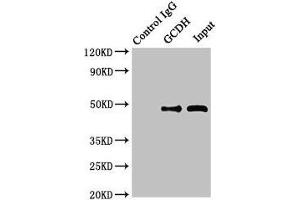 Immunoprecipitating GCDH in Hela whole cell lysate Lane 1: Rabbit control IgG instead of (1 μg) instead of ABIN7154056 in Hela whole cell lysate.