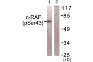 Western blot analysis of extracts from NIH-3T3 cells, using C-RAF (Phospho-Ser43) Antibody. (RAF1 anticorps  (pSer43))