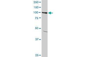 AMPD2 monoclonal antibody (M09A), clone 6A8. (AMPD2 anticorps  (AA 86-185))