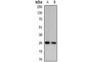Western blot analysis of Granzyme A expression in mouse blood (A), rat blood (B) whole cell lysates. (GZMA anticorps)