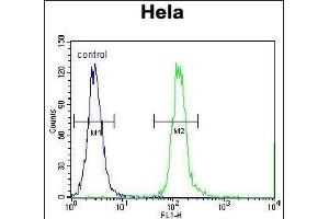 CPSF4L Antibody (C-term) (ABIN655557 and ABIN2845061) flow cytometric analysis of Hela cells (right histogram) compared to a negative control cell (left histogram). (CPSF4L anticorps  (C-Term))