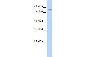 WB Suggested Anti-FLJ20433 Antibody Titration: 0. (EXD3 anticorps  (N-Term))