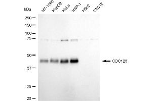 Western blotting analysis using CDC123 antibody (ABIN7798001). (Recombinant CDC123 anticorps)