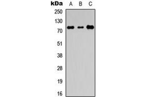 Western blot analysis of EDEM1 expression in HEK293T (A), Raw264. (EDEM1 anticorps  (Center))