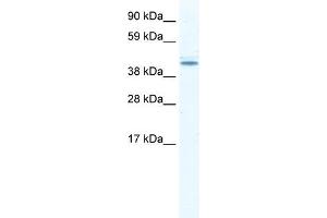 DDX49 antibody used at 2.