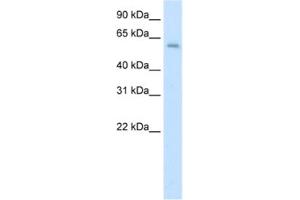 Western Blotting (WB) image for anti-Apoptosis Antagonizing Transcription Factor (AATF) antibody (ABIN2461824) (AATF anticorps)