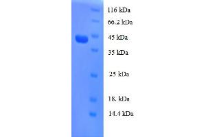SDS-PAGE (SDS) image for Regenerating Islet-Derived 3 alpha (REG3A) (AA 27-175) protein (GST tag) (ABIN5710234)