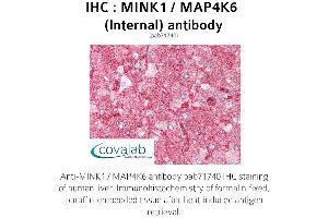 Image no. 1 for anti-Misshapen-Like Kinase 1 (MINK1) (Internal Region) antibody (ABIN1736951) (MAP4K6 anticorps  (Internal Region))