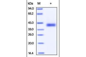Cynomolgus PD-L1, His Tag on SDS-PAGE under reducing (R) condition. (PD-L1 Protein (AA 19-238) (His tag))