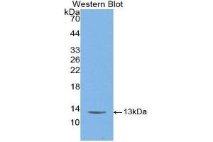 Western Blotting (WB) image for anti-C-Fos Induced Growth Factor (Vascular Endothelial Growth Factor D) (Figf) (AA 93-201) antibody (Biotin) (ABIN1172447) (VEGFD anticorps  (AA 93-201) (Biotin))