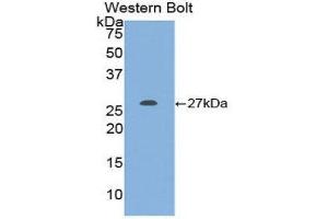 Western Blotting (WB) image for anti-KIT Ligand (KITLG) (AA 27-259) antibody (ABIN1860498) (KIT Ligand anticorps  (AA 27-259))