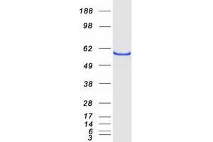 Validation with Western Blot