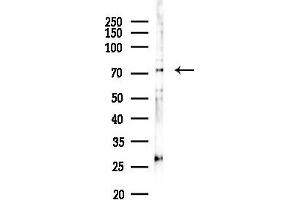 anti-Protein Disulfide Isomerase Family A, Member 4 (PDIA4) (Internal Region) antibody