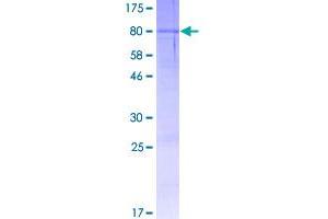Image no. 1 for Lactase-Like (LCTL) (AA 1-567) protein (GST tag) (ABIN1309254)