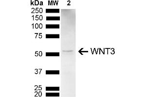 Western blot analysis of Mouse Brain showing detection of 39. (WNT3 anticorps  (AA 280-330) (Alkaline Phosphatase (AP)))