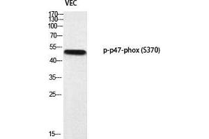 Western Blot (WB) analysis of VEC using p-p47-phox (S370) antibody. (NCF1 anticorps  (pSer370))
