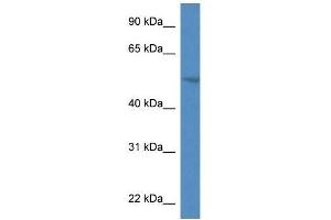 Western Blot showing Smpdl3a antibody used at a concentration of 1.